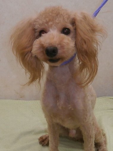 【 ご成約頂きました 】 トイプードル 若犬 今年で2歳★ 去勢済み オーナー募集 【 ご成約頂きました 】 トイプードル 若犬 今年で2歳★ 去勢済み オーナー募集