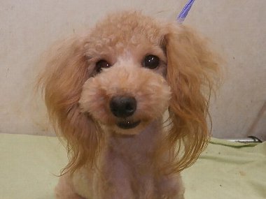 【 ご成約頂きました 】 トイプードル 若犬 今年で2歳★ 去勢済み オーナー募集 【 ご成約頂きました 】 トイプードル 若犬 今年で2歳★ 去勢済み オーナー募集