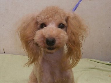 【 ご成約頂きました 】 トイプードル 若犬 今年で2歳★ 去勢済み オーナー募集 【 ご成約頂きました 】 トイプードル 若犬 今年で2歳★ 去勢済み オーナー募集