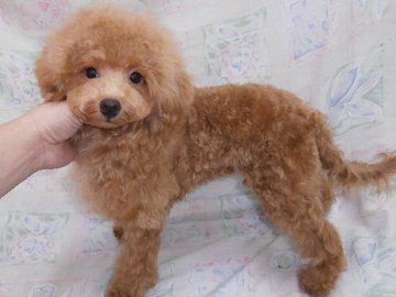 14年01月06日 フレンチブルドッグと トイプードル専門のpias ぴあす です 自家繁殖の子犬販売を主に その他 里親情報 もご案内しています