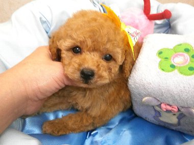 【ご成約頂きました】超イケメンの子です(^^)お顔に自信あります★是非、会いに来てください★ 【ご成約頂きました】超イケメンの子です(^^)お顔に自信あります★是非、会いに来てください★