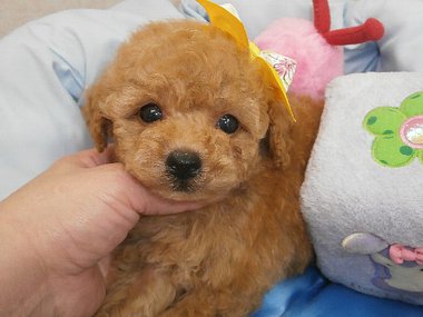 【ご成約頂きました】超イケメンの子です(^^)お顔に自信あります★是非、会いに来てください★ 【ご成約頂きました】超イケメンの子です(^^)お顔に自信あります★是非、会いに来てください★