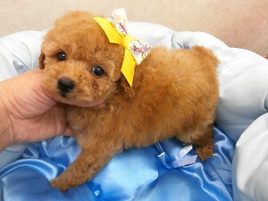 【ご成約頂きました】超イケメンの子です(^^)お顔に自信あります★是非、会いに来てください★ 【ご成約頂きました】超イケメンの子です(^^)お顔に自信あります★是非、会いに来てください★