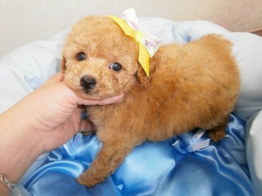 【ご成約頂きました】超イケメンの子です(^^)お顔に自信あります★是非、会いに来てください★ 【ご成約頂きました】超イケメンの子です(^^)お顔に自信あります★是非、会いに来てください★