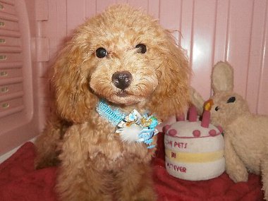 【ご成約頂きました】 タイニー小ぶりサイズの男の子 若犬6ヶ月の大人しい子です 【ご成約頂きました】 タイニー小ぶりサイズの男の子 若犬6ヶ月の大人しい子です