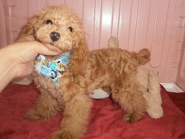 【ご成約頂きました】 タイニー小ぶりサイズの男の子 若犬6ヶ月の大人しい子です 【ご成約頂きました】 タイニー小ぶりサイズの男の子 若犬6ヶ月の大人しい子です