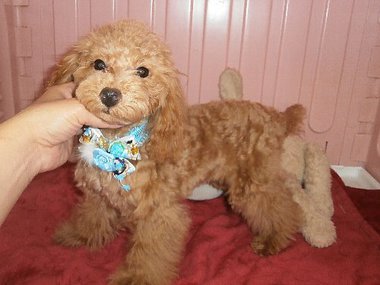 【ご成約頂きました】 タイニー小ぶりサイズの男の子 若犬6ヶ月の大人しい子です 【ご成約頂きました】 タイニー小ぶりサイズの男の子 若犬6ヶ月の大人しい子です
