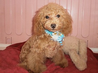 【ご成約頂きました】 タイニー小ぶりサイズの男の子 若犬6ヶ月の大人しい子です 【ご成約頂きました】 タイニー小ぶりサイズの男の子 若犬6ヶ月の大人しい子です