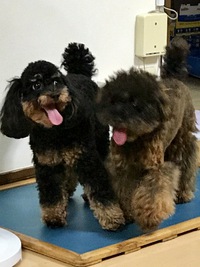 お便り届きました（トイプードル編・ブラックタン）