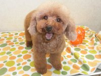 （ご成約頂きました）　里親募集 トイプードル