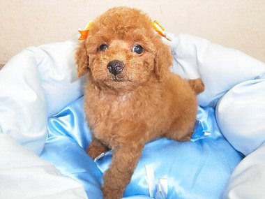 トイプードル★レッドの男の子★イケメンですよ~(^^) トイプードル★レッドの男の子★イケメンですよ~(^^)