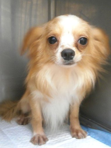 【 ご成約済み 】里親募集 2歳の若犬 去勢済み チワワ ミックスの男の子 【 ご成約済み 】里親募集 2歳の若犬 去勢済み チワワ ミックスの男の子