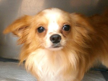 【 ご成約済み 】里親募集 2歳の若犬 去勢済み チワワ ミックスの男の子 【 ご成約済み 】里親募集 2歳の若犬 去勢済み チワワ ミックスの男の子