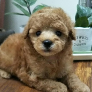 トイプードルの子犬たち✨可愛くなってきましたよ‼️