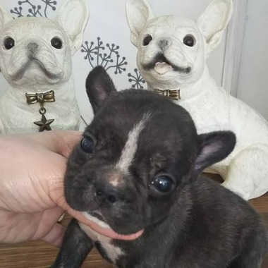 フレンチブルドッグの子犬ちゃん✨ブリンドル&ホワイトの男の子