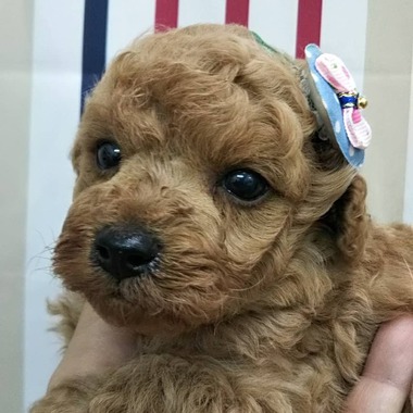【全て売約済み】　　トイプードルの子犬たち✨可愛くなってきましたよ‼️