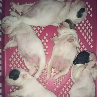 フレンチブルドッグの子犬達‼️＼(^o^)／可愛いです‼️