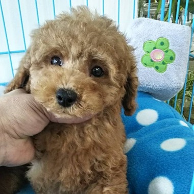 トイプードルの子犬達可愛くなってきました(^-^)
