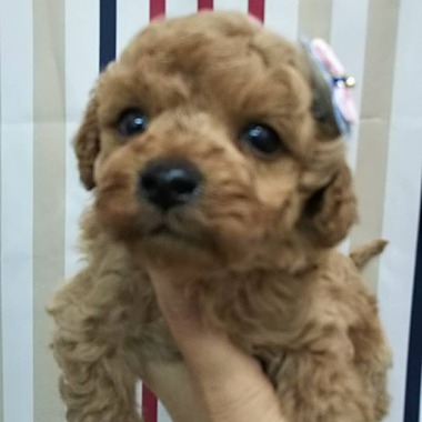 【全て売約済み】　　トイプードルの子犬たち✨可愛くなってきましたよ‼️