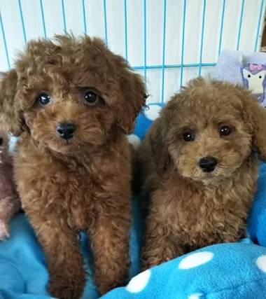 トイプードルの子犬達可愛くなってきました(^-^)