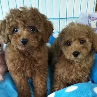 トイプードルの子犬達可愛くなってきました(^-^)