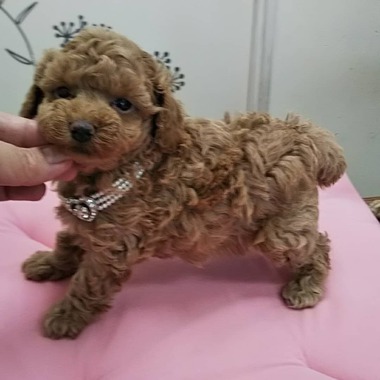 【全て売約済み】　　トイプードルの子犬たち✨可愛くなってきましたよ‼️