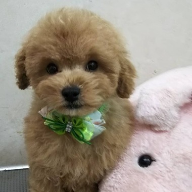 トイプードルの子犬達可愛くなってきました(^-^)ミックス犬もおすすめです‼️