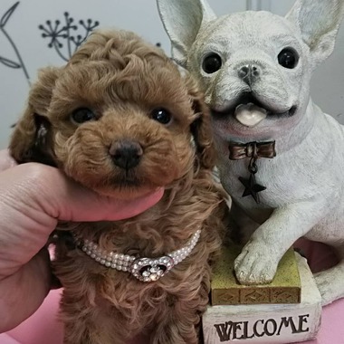 【全て売約済み】　　トイプードルの子犬たち✨可愛くなってきましたよ‼️