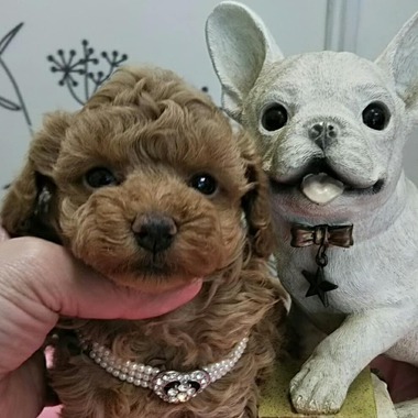 【全て売約済み】　　トイプードルの子犬たち✨可愛くなってきましたよ‼️