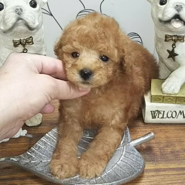 トイプードルの子犬たち✨可愛くなってきましたよ‼️