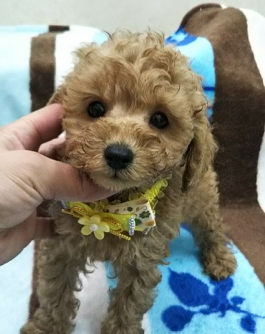 お目目パッチリのトイプードル君 めちゃくちゃ可愛すぎ フレンチブルドッグと トイプードル 専門のpias ぴあす です 自家繁殖の子犬販売を主に その他 里親情報 もご案内しています