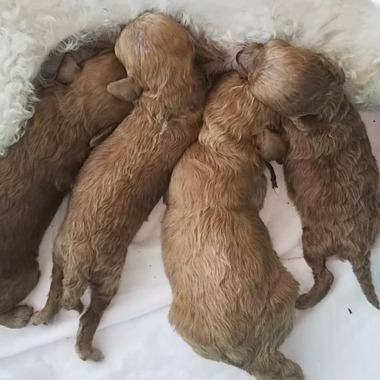 ティーカッププードルの長男くん！頑張ってます＼(^o^)／