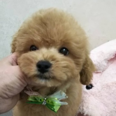 トイプードルの子犬達可愛くなってきました(^-^)ミックス犬もおすすめです‼️