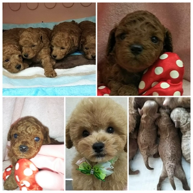 トイプードルの子犬達可愛くなってきました(^-^)ミックス犬もおすすめです‼️