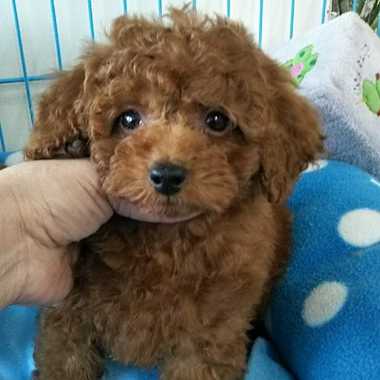 トイプードルの子犬達可愛くなってきました(^-^)