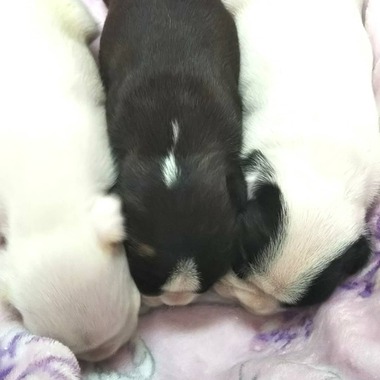 フレンチブルドッグの子犬達‼️＼(^o^)／可愛いです‼️