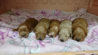 トイプードル系ミックスの子犬 誕生してます＼(^o^)／