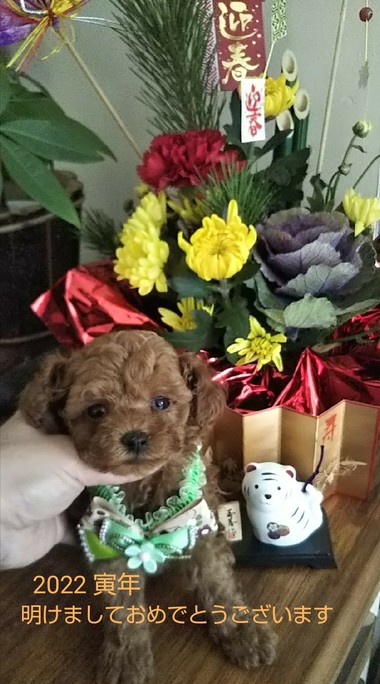 今年も宜しくお願い致します＼(^o^)／