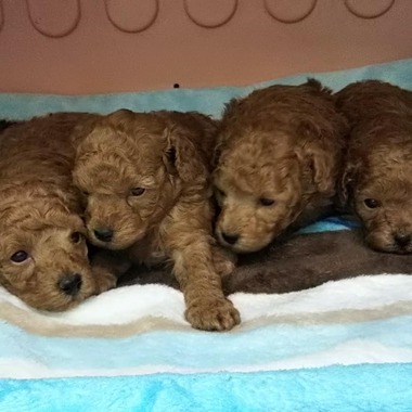 トイプードルの子犬達可愛くなってきました(^-^)ミックス犬もおすすめです‼️