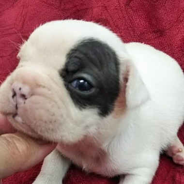 フレンチブルドッグ アイパンチの男の子❤️オーナー様募集中です(^-^)