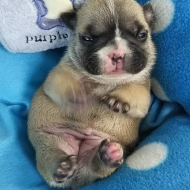 フレンチブルドッグ ＼(^o^)／ムチムチ、コロコロで可愛いです‼️