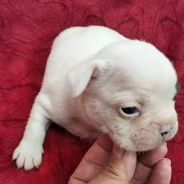 フレンチブルドッグ アイパンチの男の子❤️オーナー様募集中です(^-^)