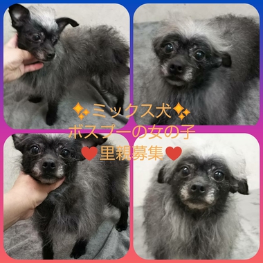 ミックス犬の女の子 お目目キラキラ可愛い 里親募集中 O フレンチブルドッグと トイプードル専門のpias ぴあす です 自家繁殖の子犬 販売を主に その他 里親情報 もご案内しています
