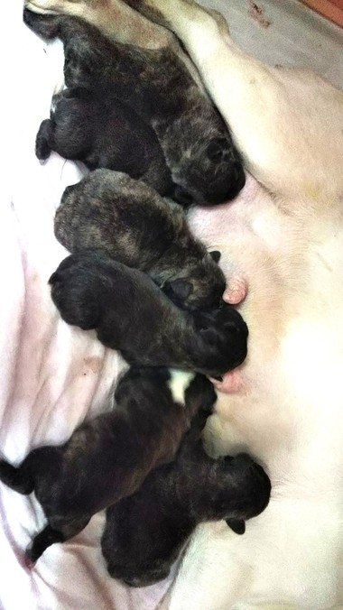 フレンチブルドッグの赤ちゃん誕生しました‼️