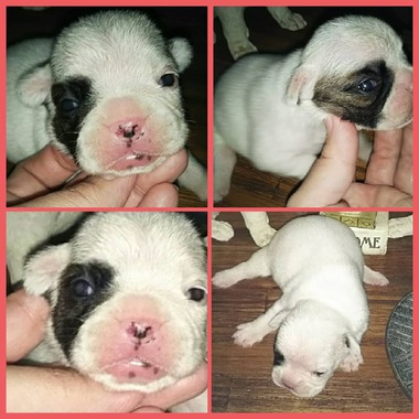 フレンチブルドッグの子犬達‼️＼(^o^)／可愛いです‼️