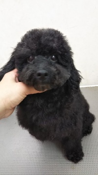 【ご成約頂きました】　トイプードル　里親募集　避妊手術済