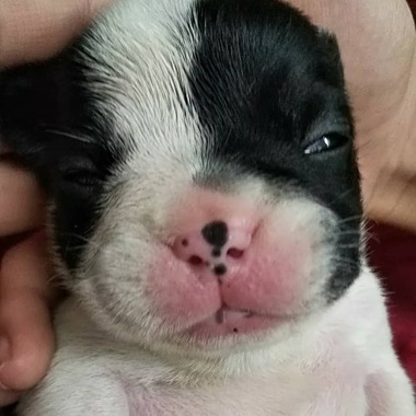 フレンチブルドッグの子犬達‼️＼(^o^)／可愛いです‼️