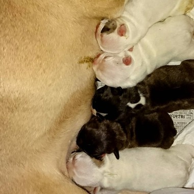 フレンチブルドッグ子犬誕生しました＼(^o^)／