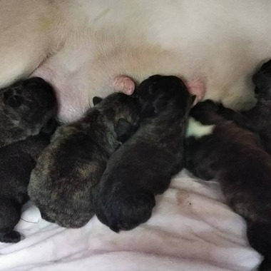 フレンチブルドッグの赤ちゃん誕生しました‼️