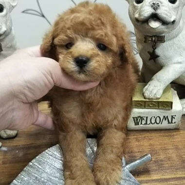 トイプードルの子犬たち✨可愛くなってきましたよ‼️